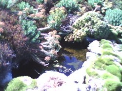 Ramona Pond 8000 Gals