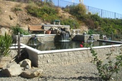 Poway 10000 Gals Featured in Koi USA photo gallery of ponds