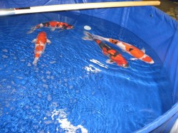 San Diego Koi Show 2010
