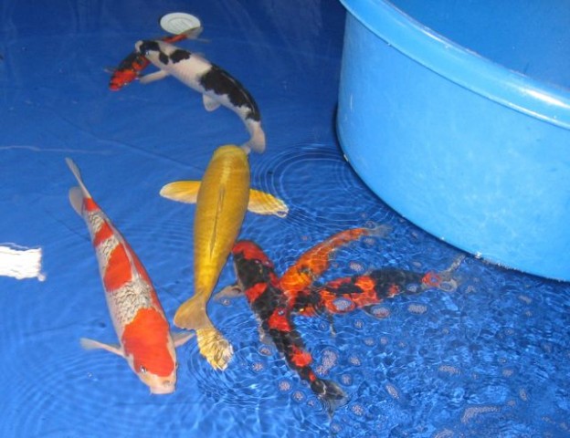 Koi Shows - Photo Gallery