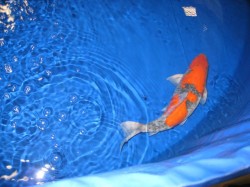 San Diego Koi Show 2010