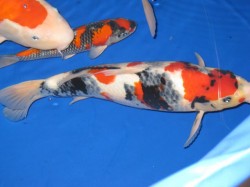 San Diego Koi Show 2010