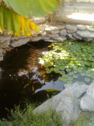 East San Diego Pond