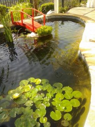 Mira Mesa Pond